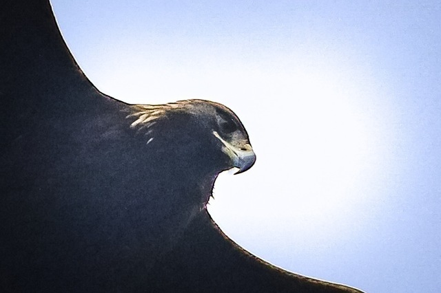 F1509135-BA62-47EE-B6A4-9D3C62AAA2A2.jpeg