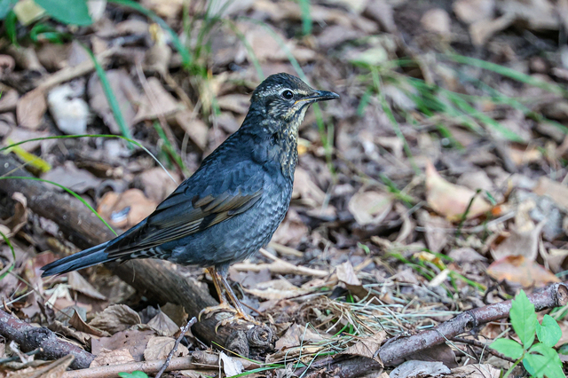 084A7915.jpg
