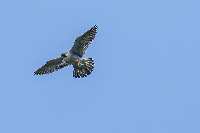 R1__2091-2.jpg